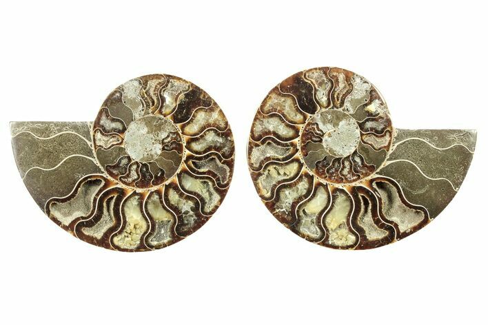 Cut & Polished, Agatized Ammonite Fossil - Madagascar #263288